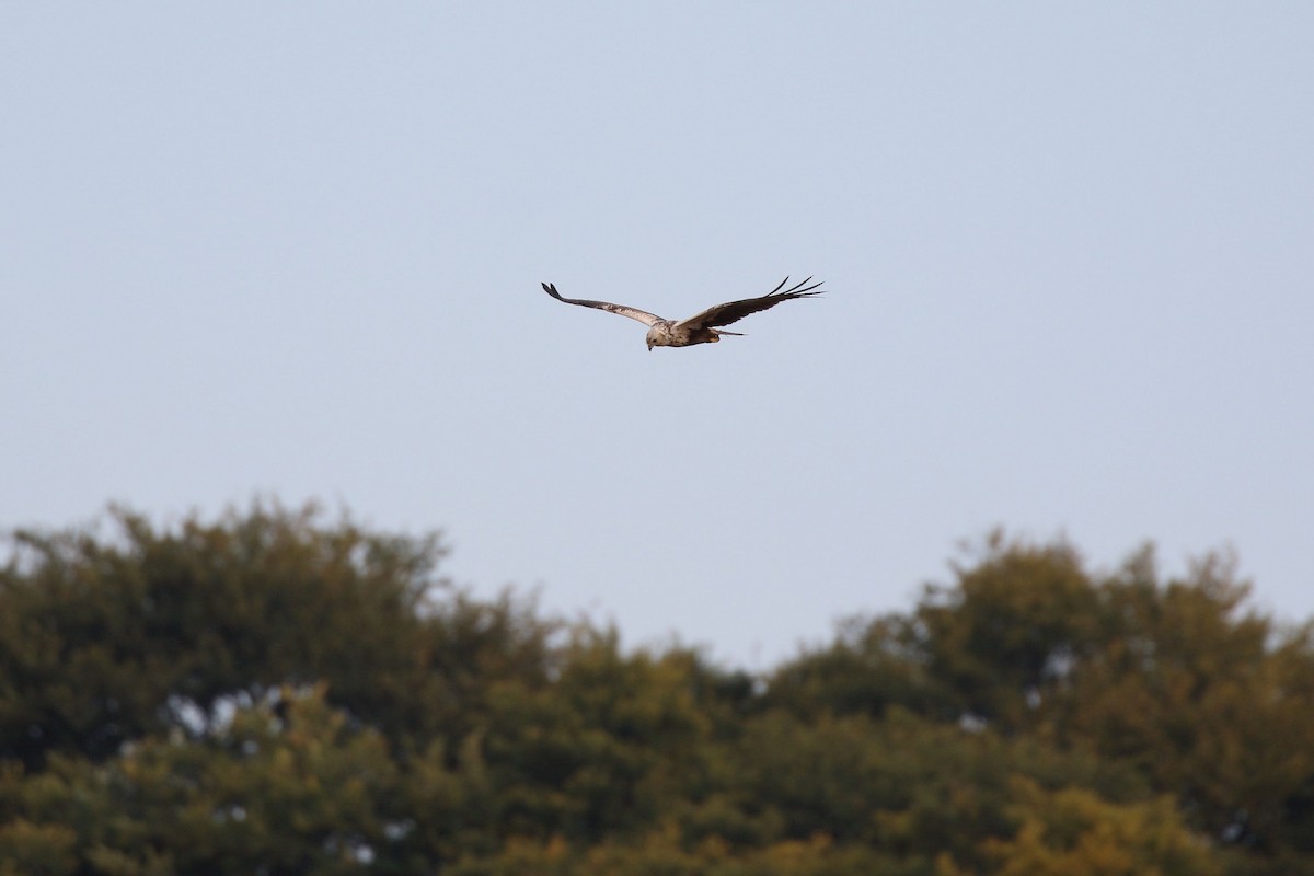 østsivhauk - ML645267330