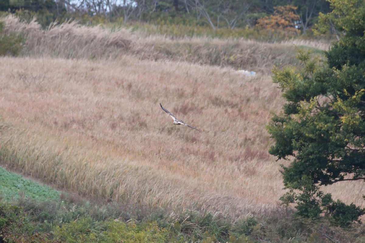 østsivhauk - ML645267332