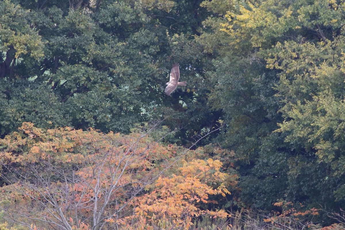 østsivhauk - ML645267333