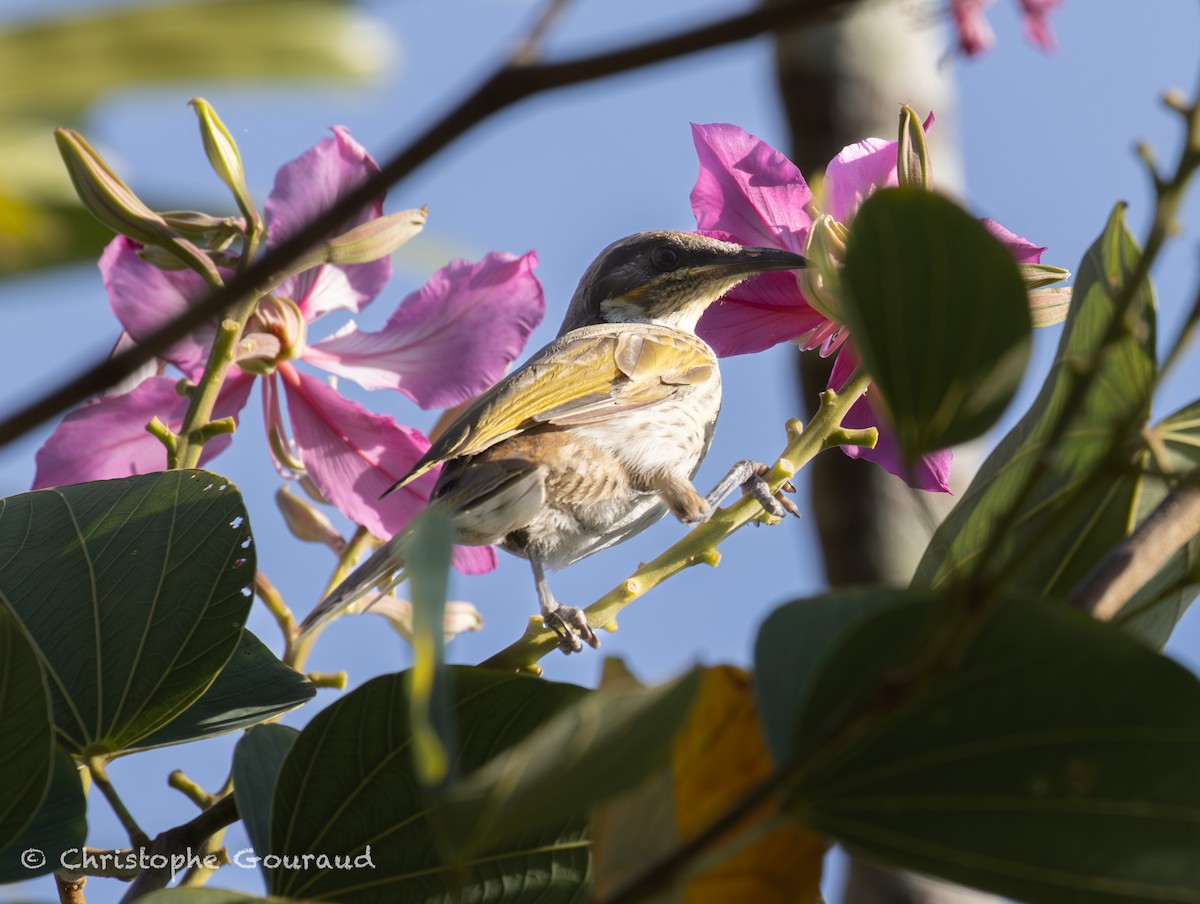 Varied Honeyeater - ML645267339