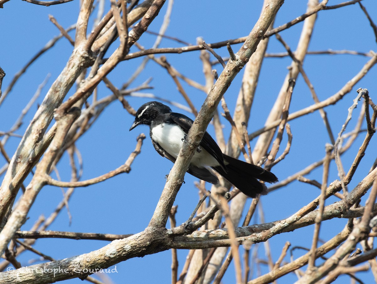 Willie-wagtail - ML645267345