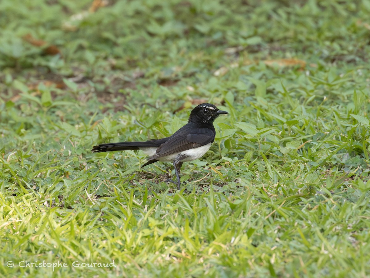 Willie-wagtail - ML645267346