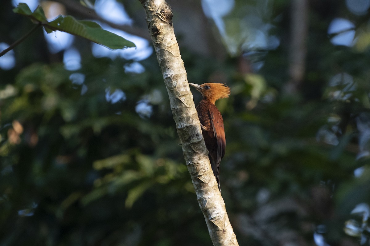 Каштановый дятел-гренадер - ML645267348