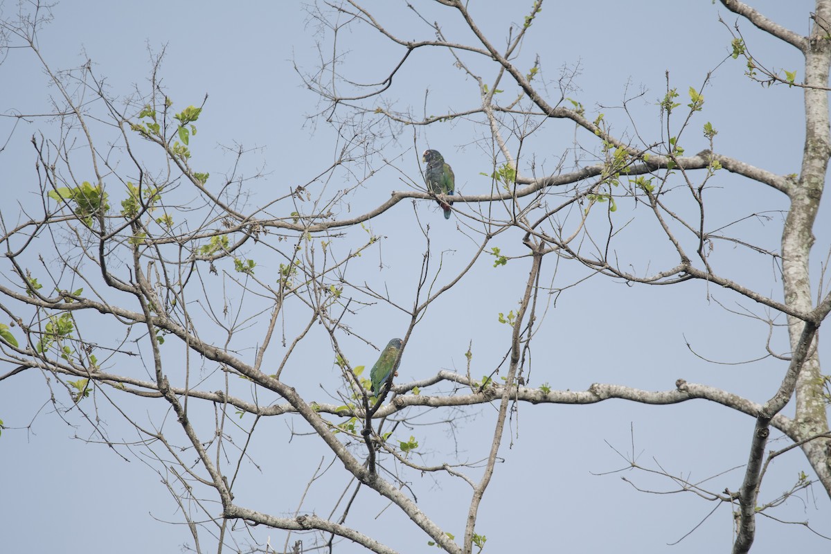 White-crowned Parrot - ML645267351