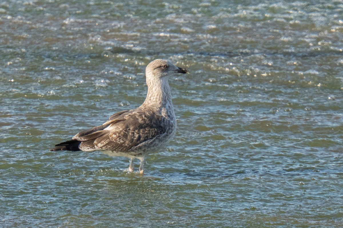 gull sp. - ML645267357