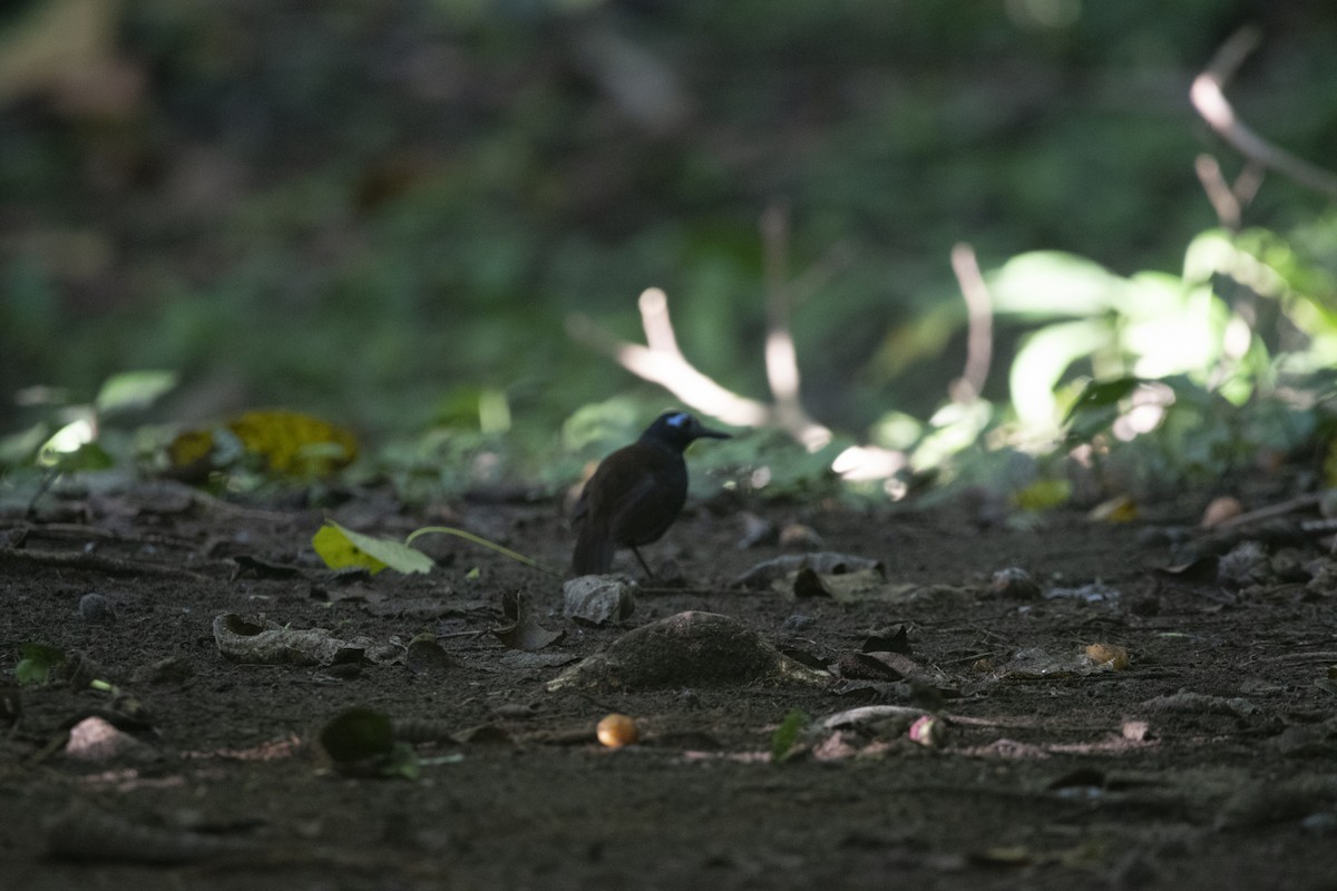 Chestnut-backed Antbird - ML645267358