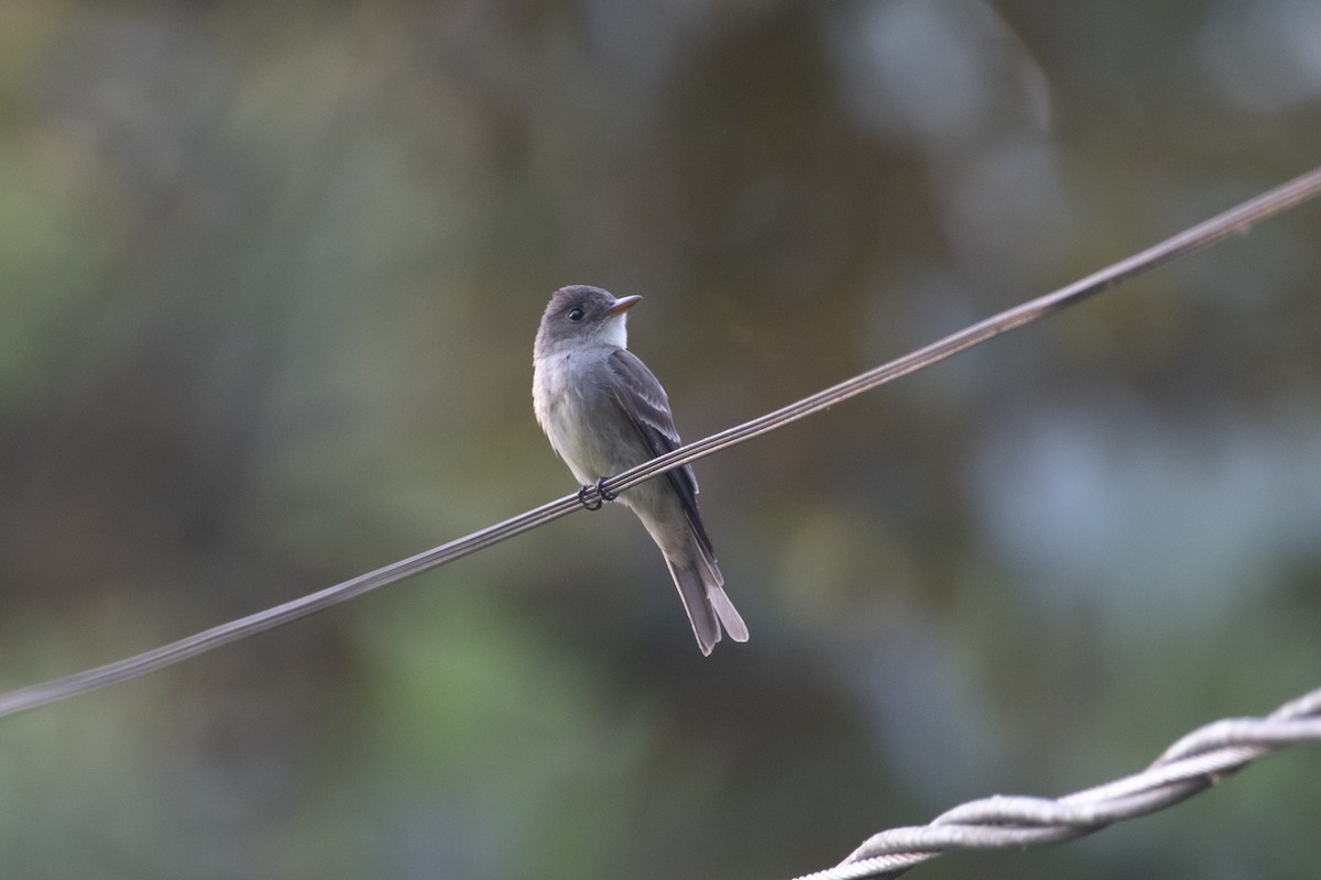Eastern Wood-Pewee - ML645267363