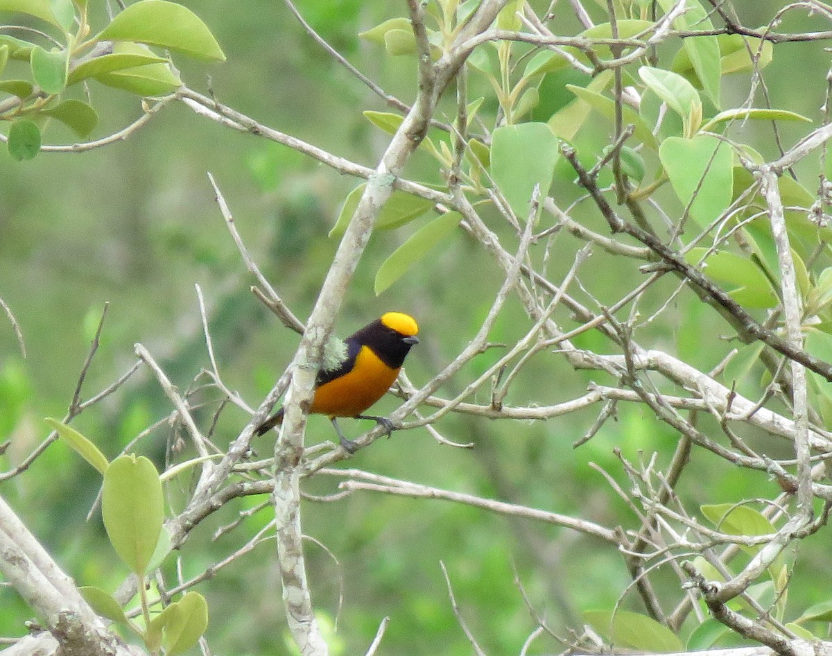 Orange-crowned Euphonia - ML645267364
