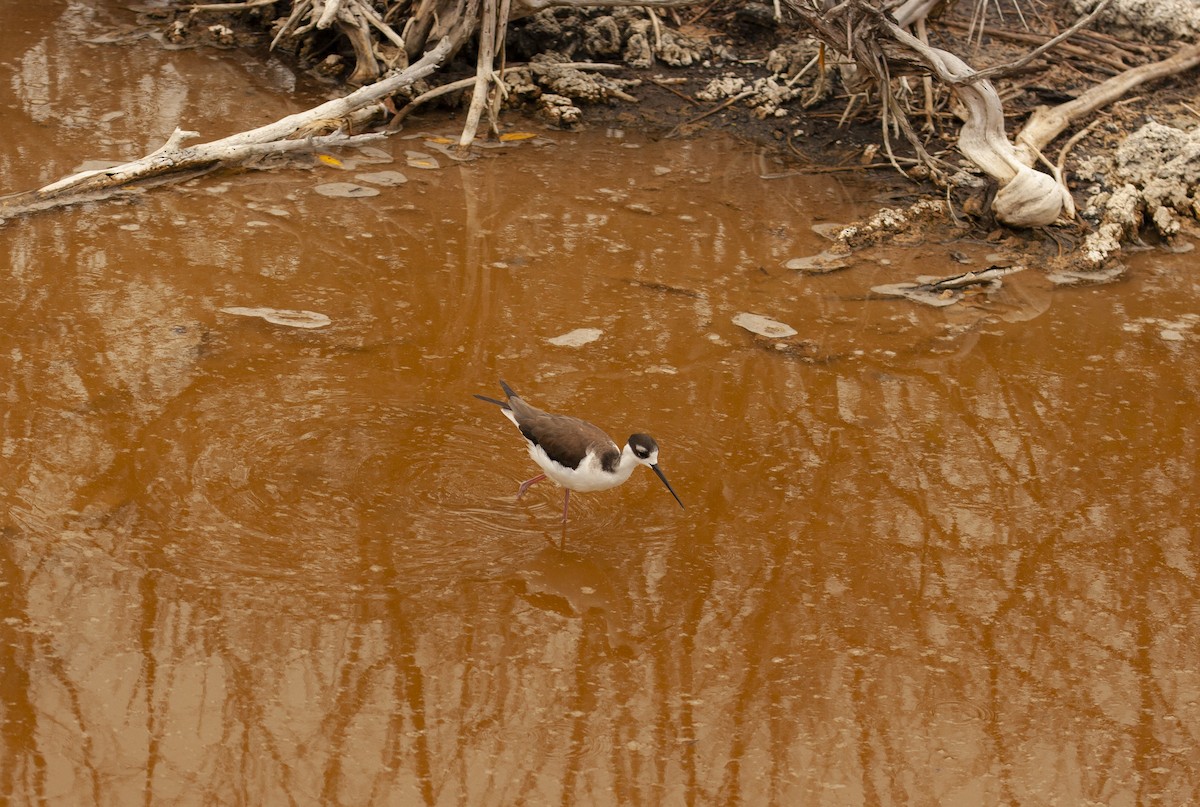 Black-necked Stilt - ML645267365