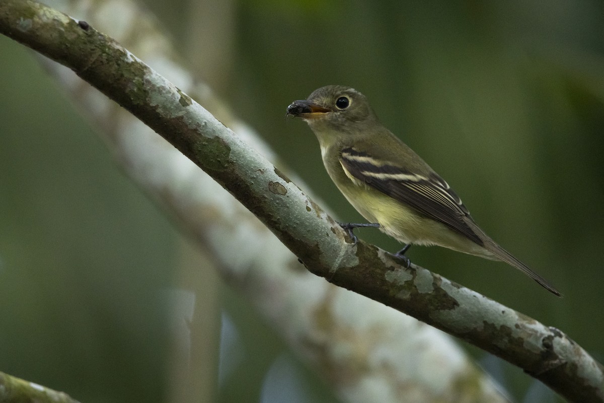 Acadian Flycatcher - ML645267380