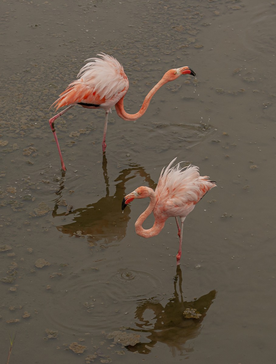American Flamingo - ML645267386