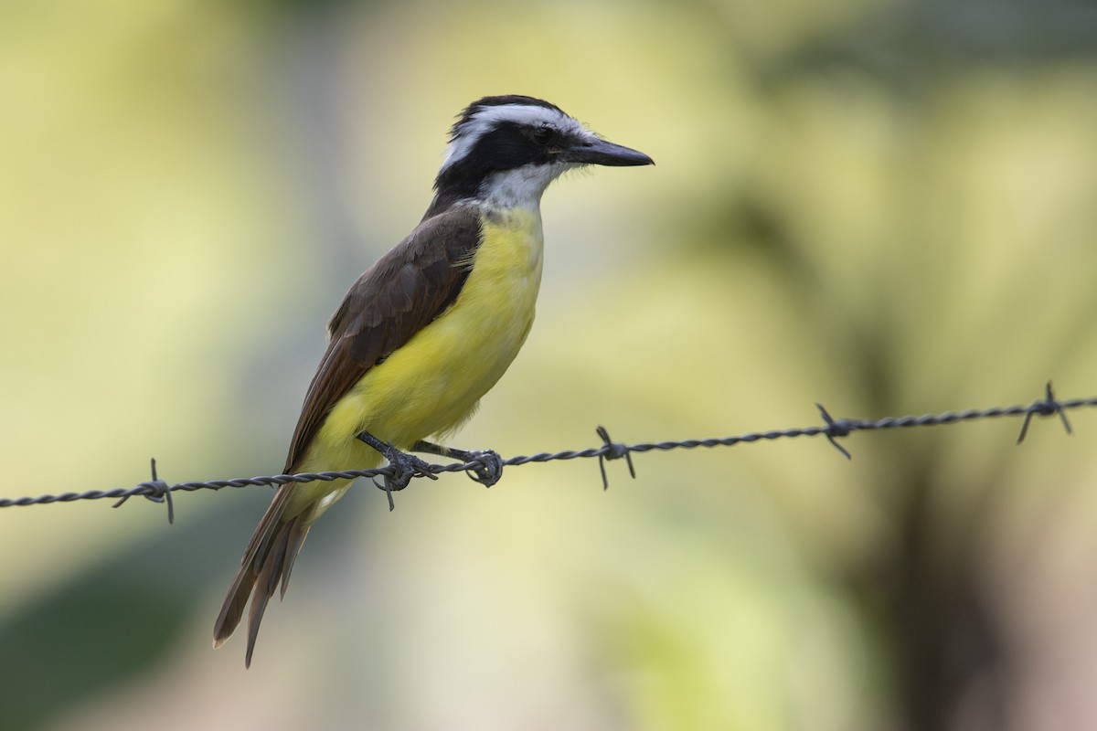 Great Kiskadee - ML645267390