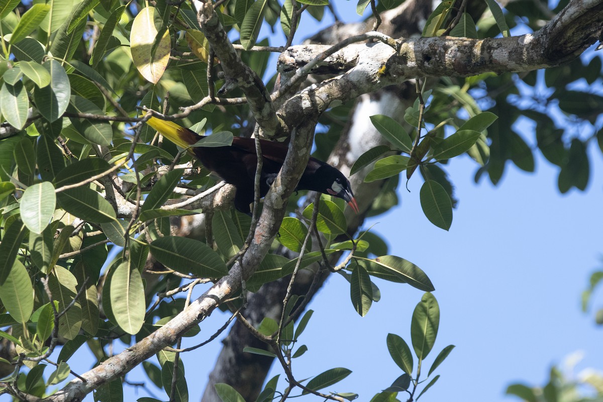 Montezuma Oropendola - ML645267398