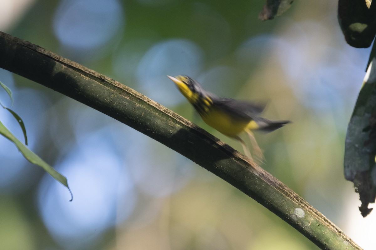 Reinita Canadiense - ML645267404