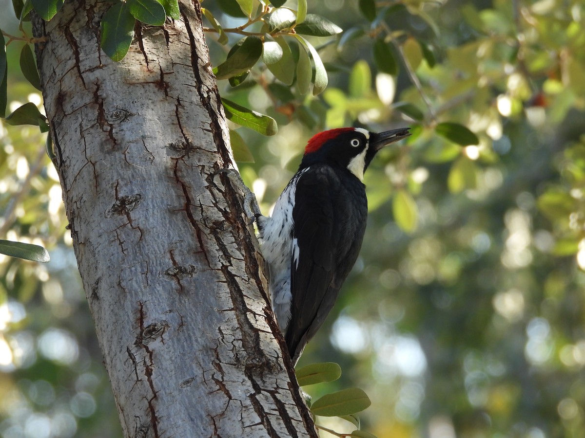 Acorn Woodpecker (Acorn) - ML645267405
