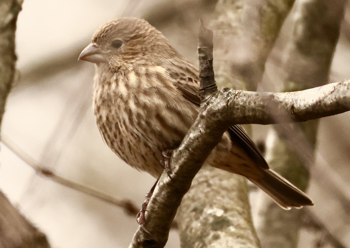 House Finch - ML645267406