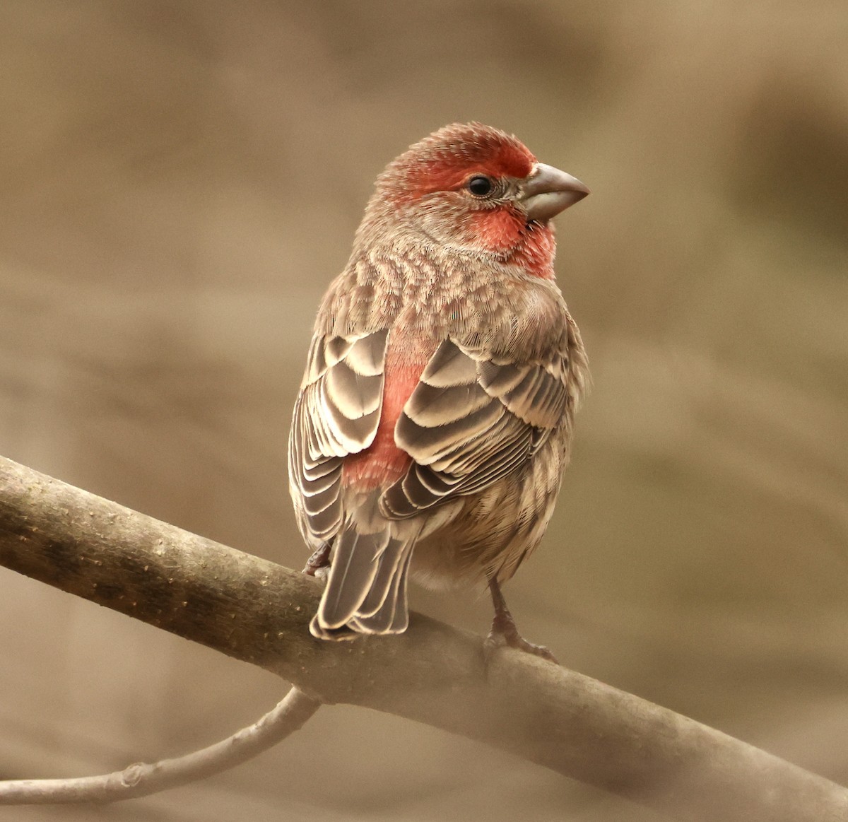 House Finch - ML645267407