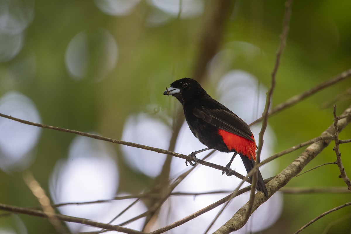Scarlet-rumped Tanager - ML645267408