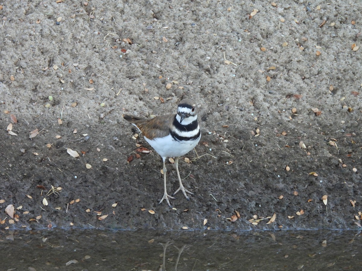Killdeer - ML645267409