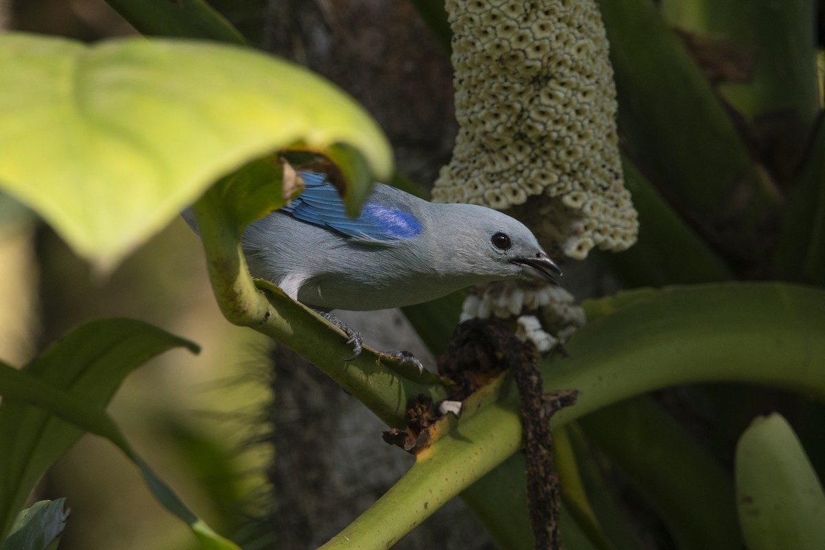 Blue-gray Tanager - ML645267413