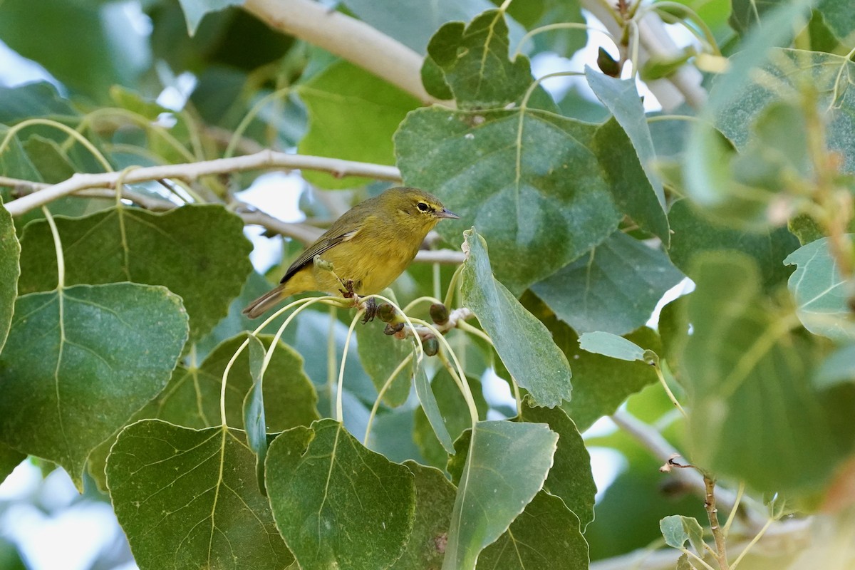 Orange-crowned Warbler - ML645267429