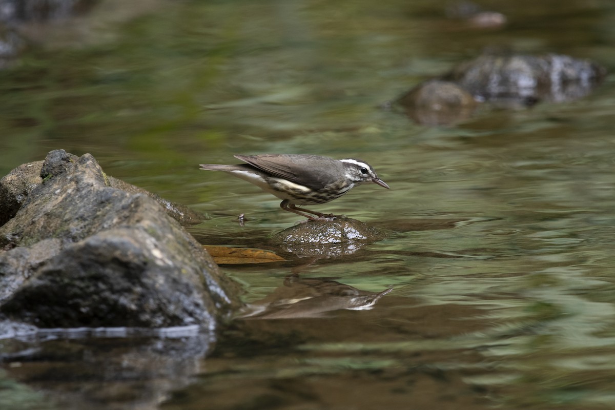 Louisiana Waterthrush - ML645267432