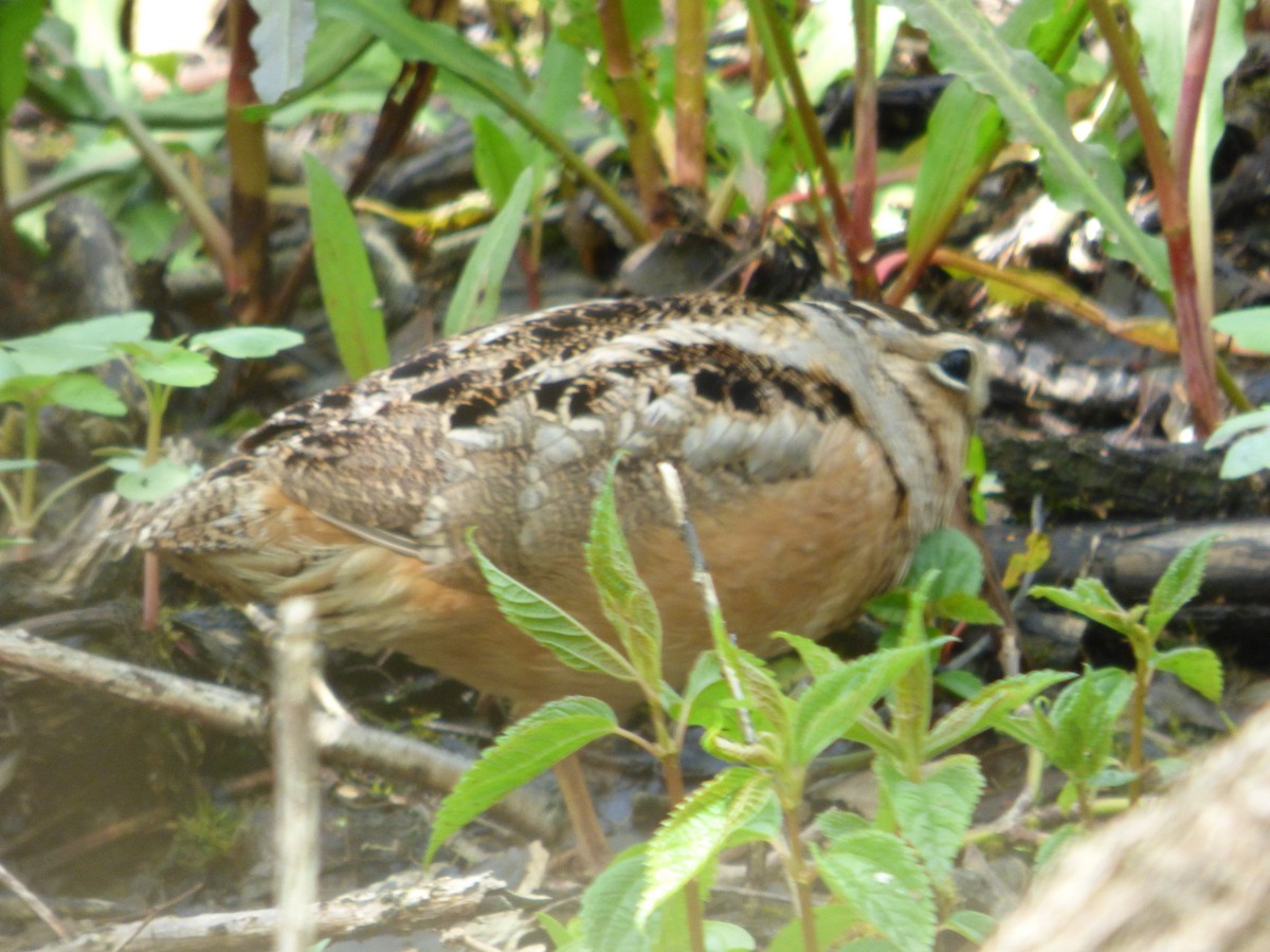 American Woodcock - ML645267438