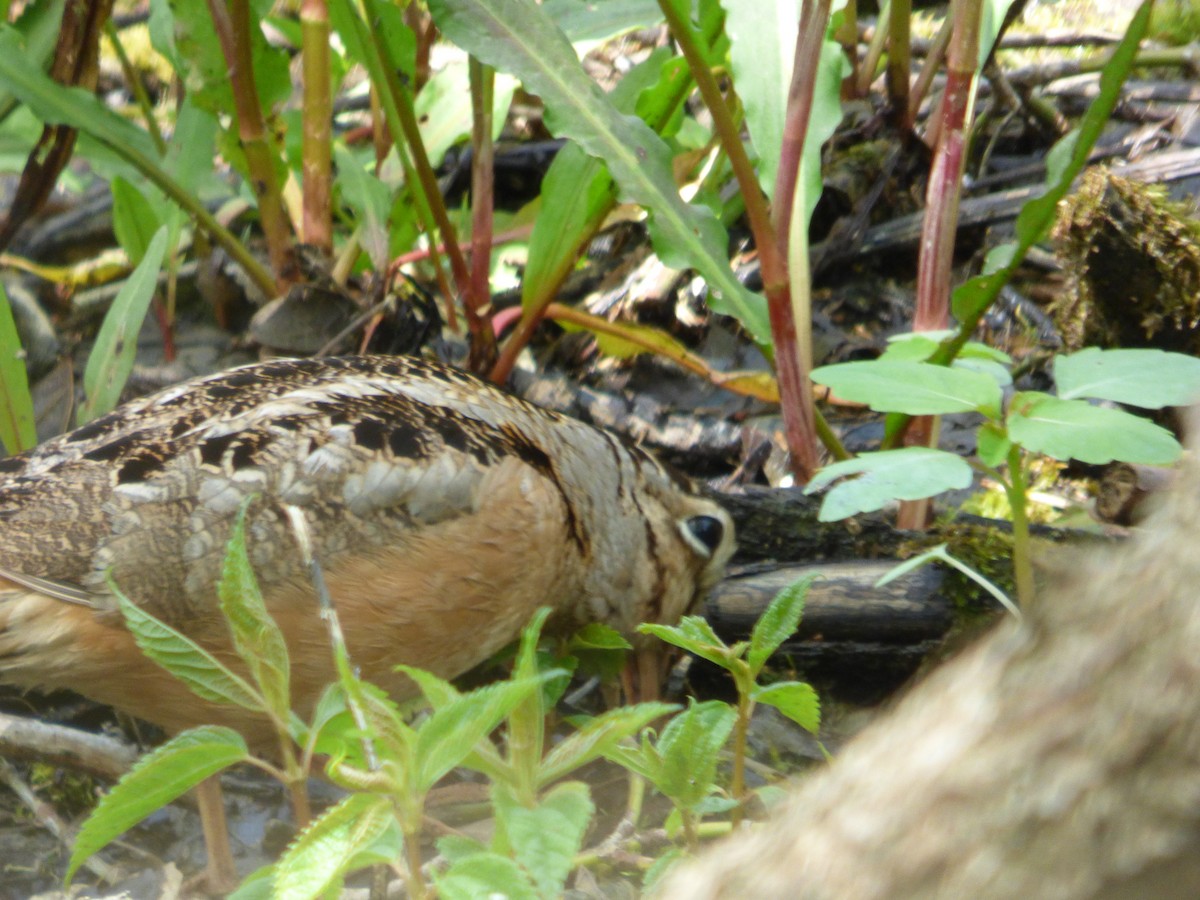 American Woodcock - ML645267441