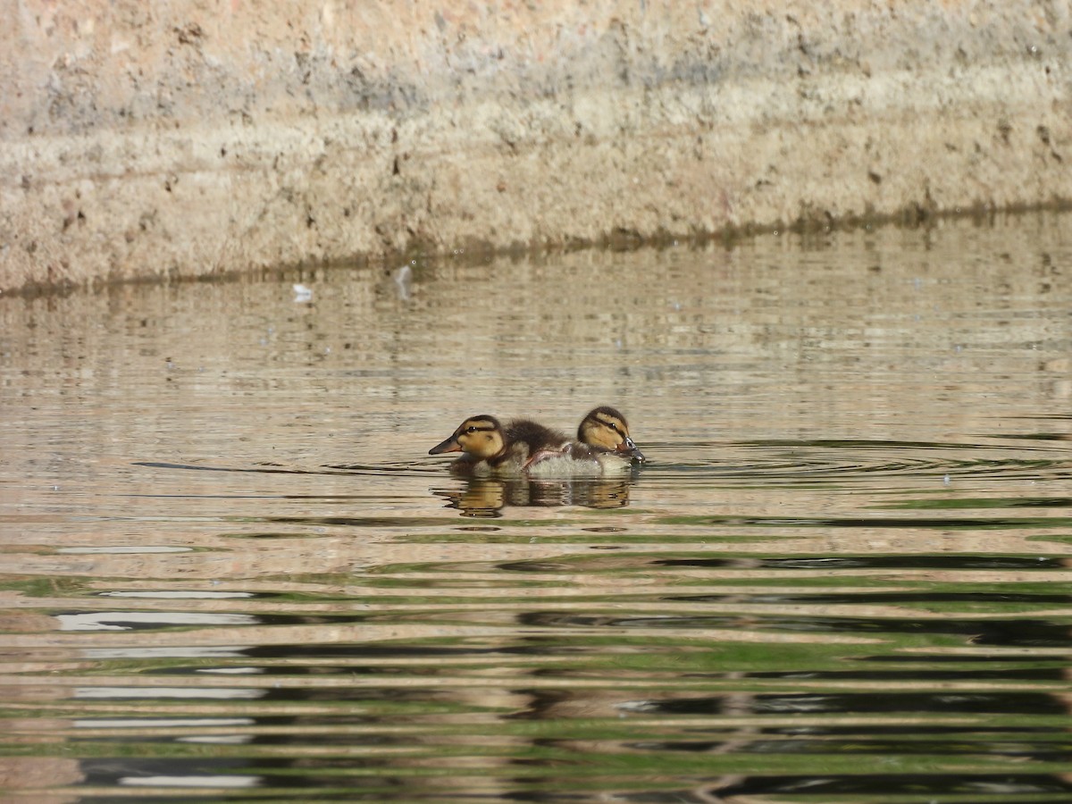 Mallard - ML645267444