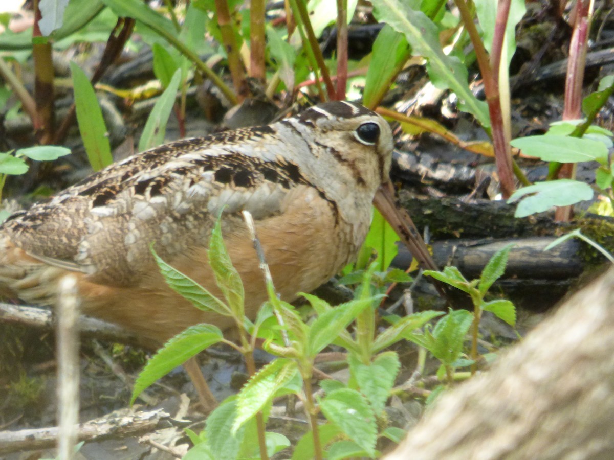 American Woodcock - ML645267445