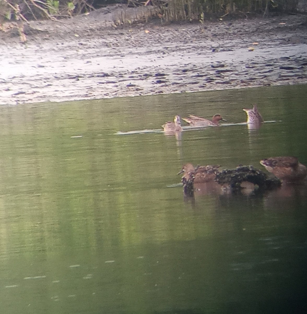 Green-winged Teal - ML645267446