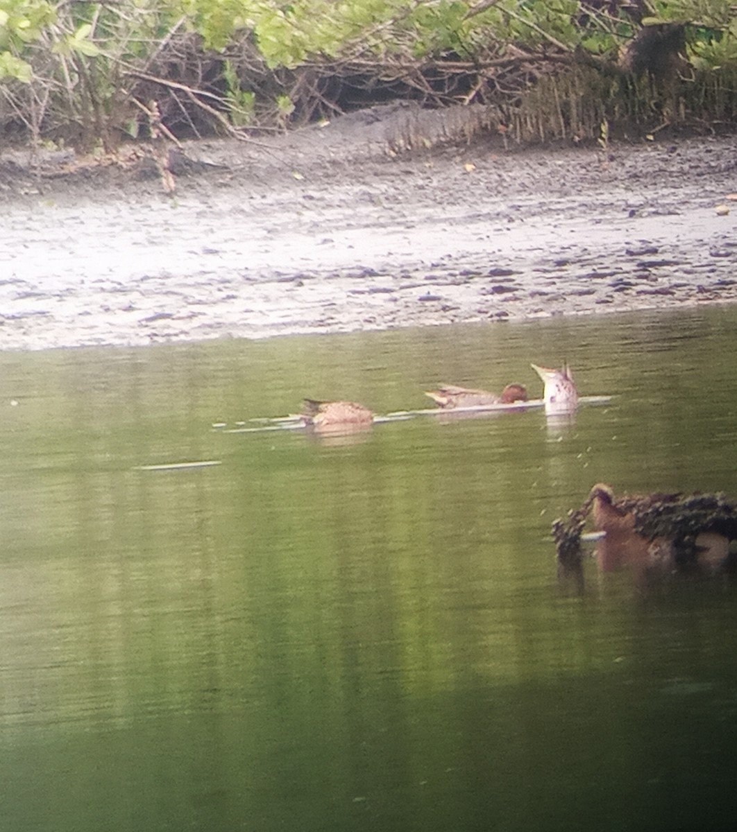 Green-winged Teal - ML645267447