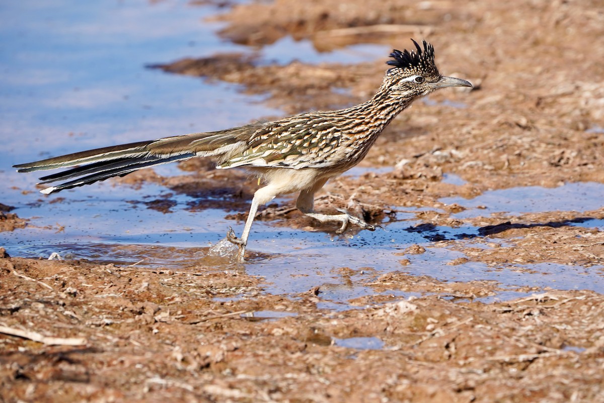 Greater Roadrunner - ML645267450