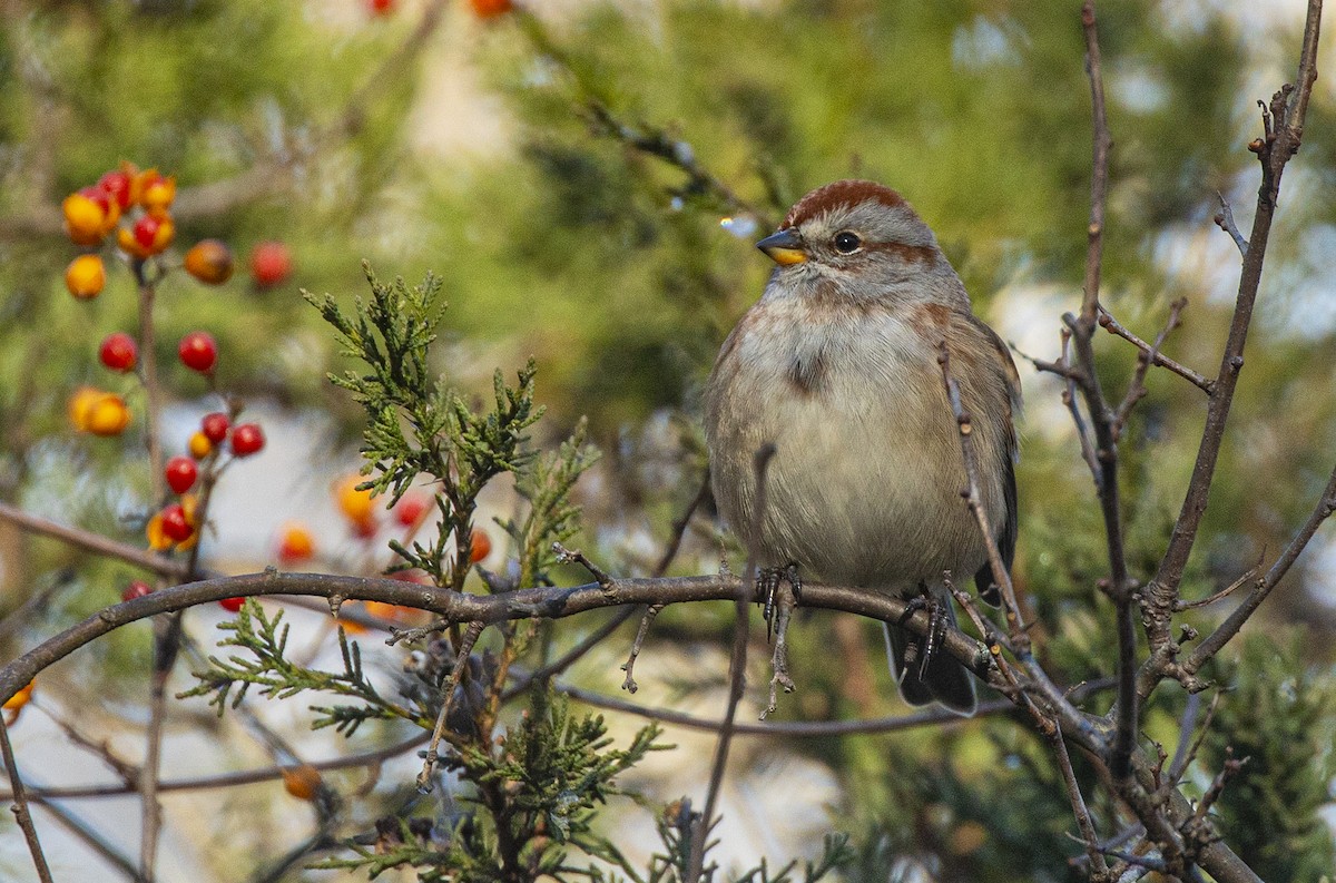 American Tree Sparrow - ML645267451
