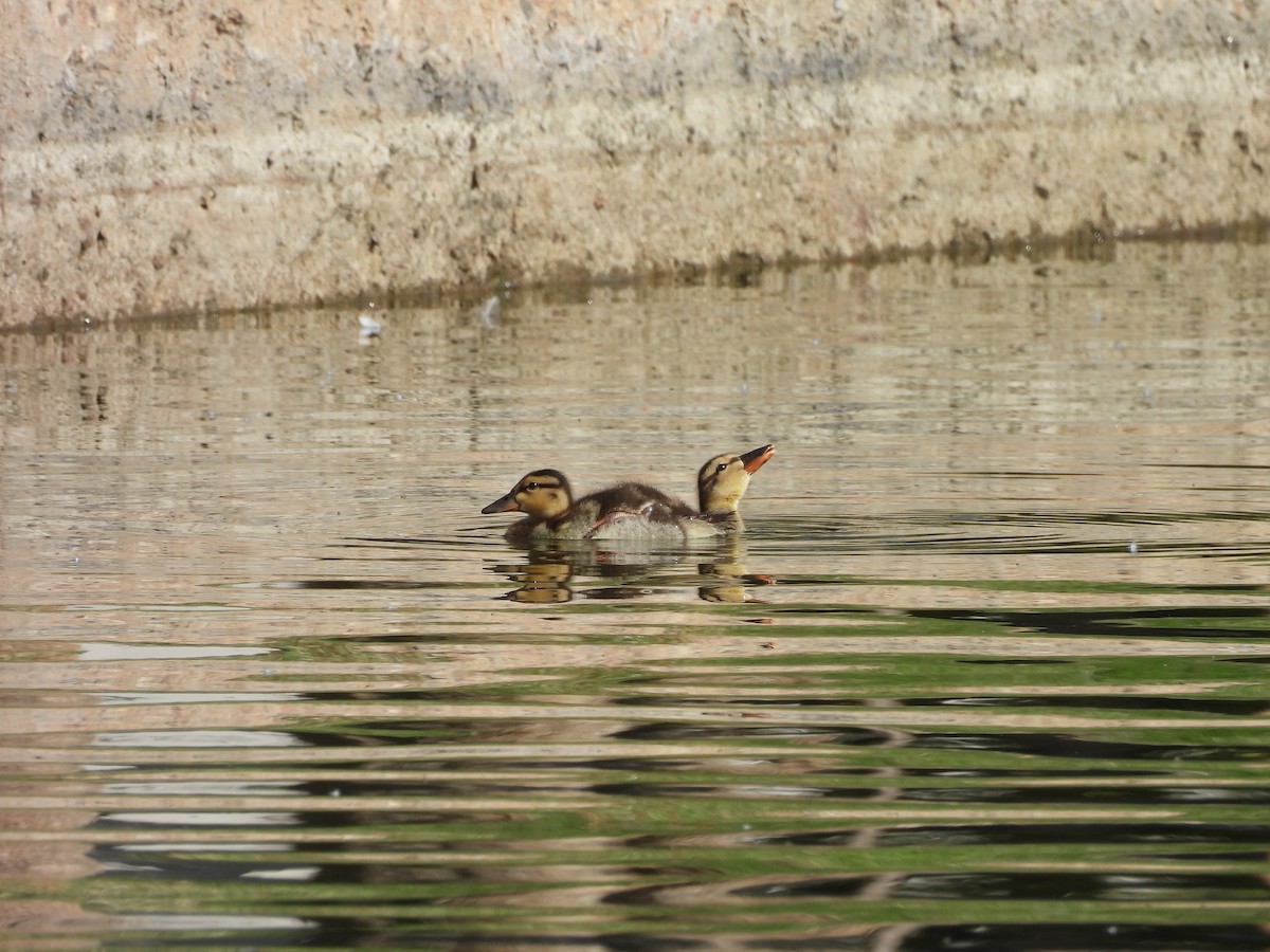 Mallard - ML645267452