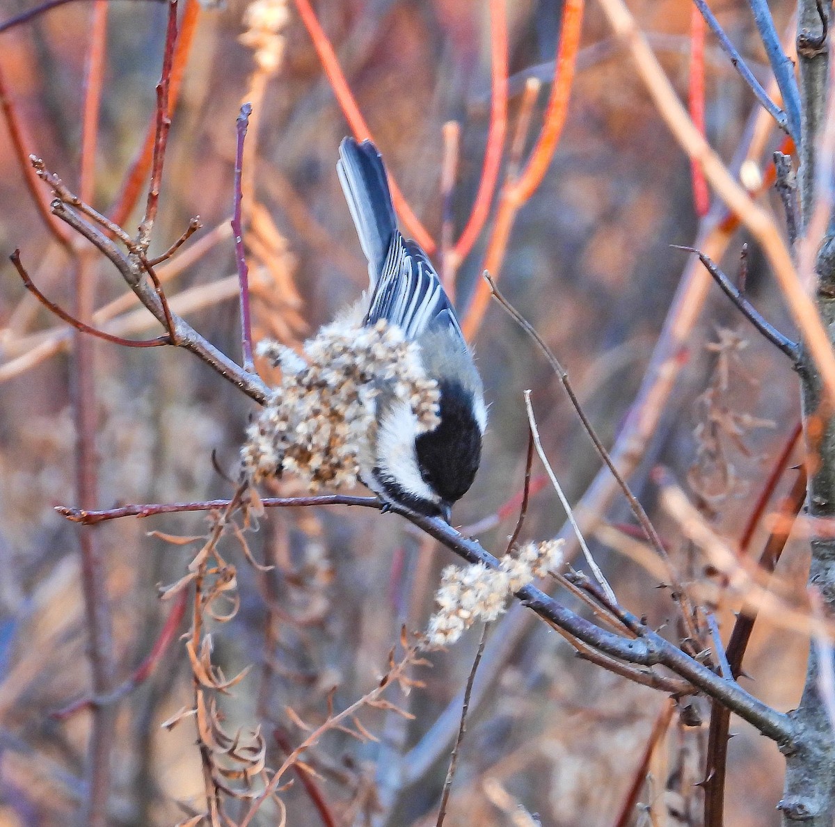 Black-capped Chickadee - ML645267453