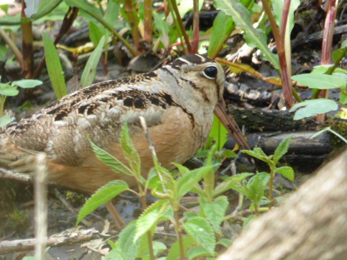 American Woodcock - ML645267454