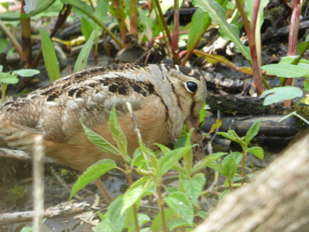 American Woodcock - ML645267456
