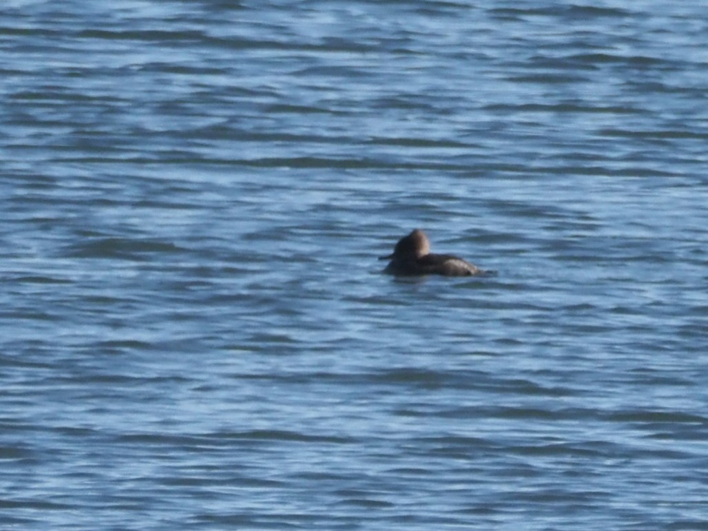 Smergo dal cappuccio - ML645267462