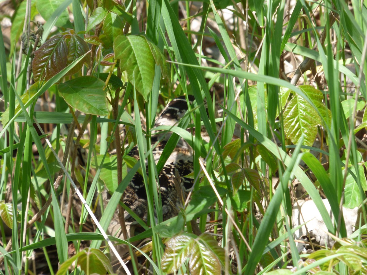 American Woodcock - ML645267463