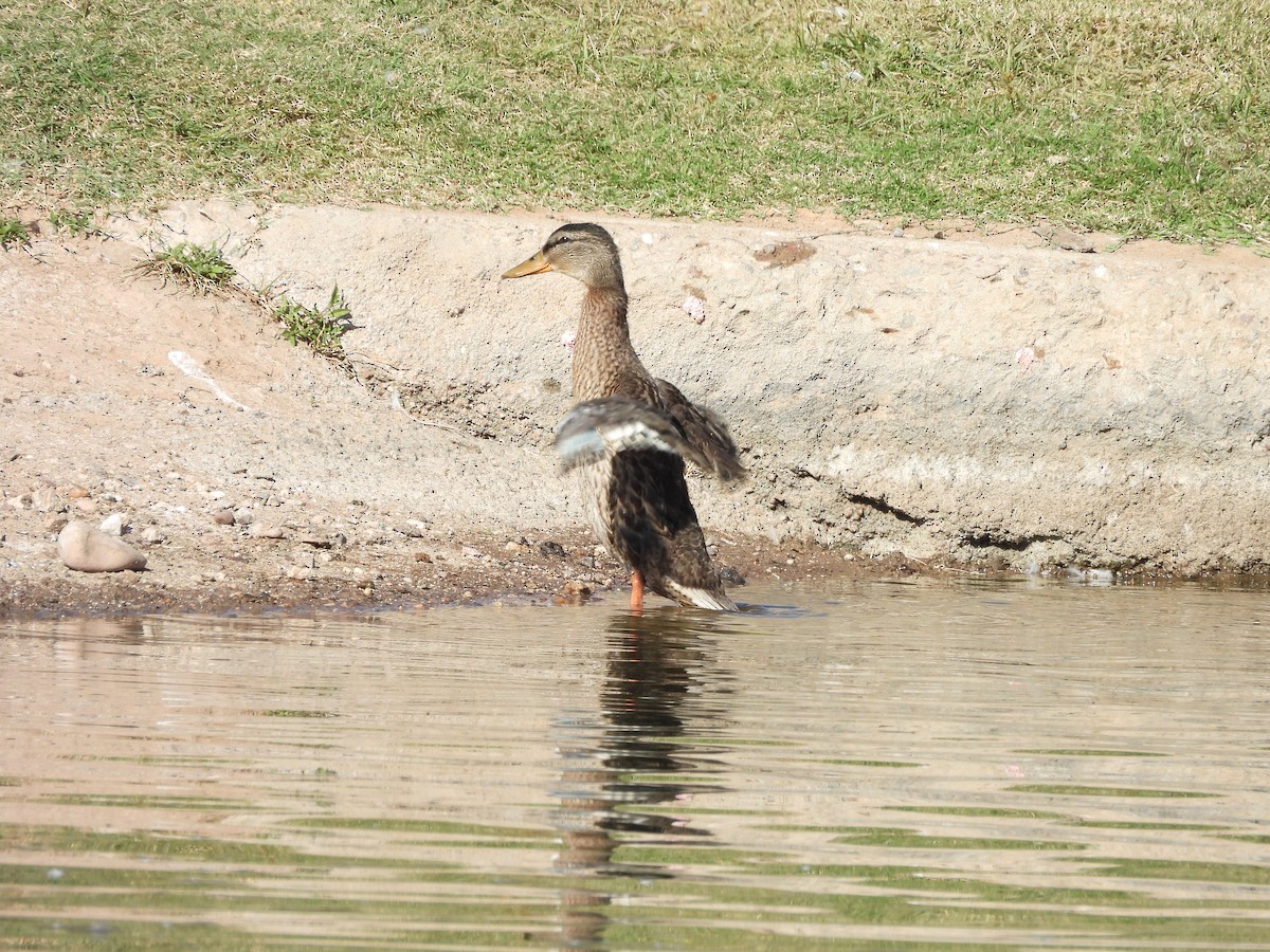 Mallard - ML645267465