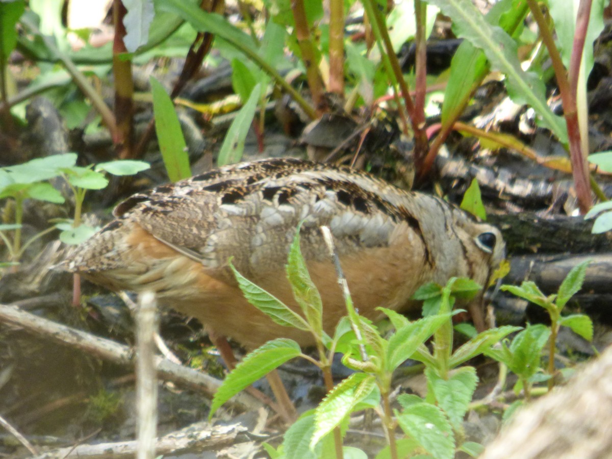American Woodcock - ML645267466