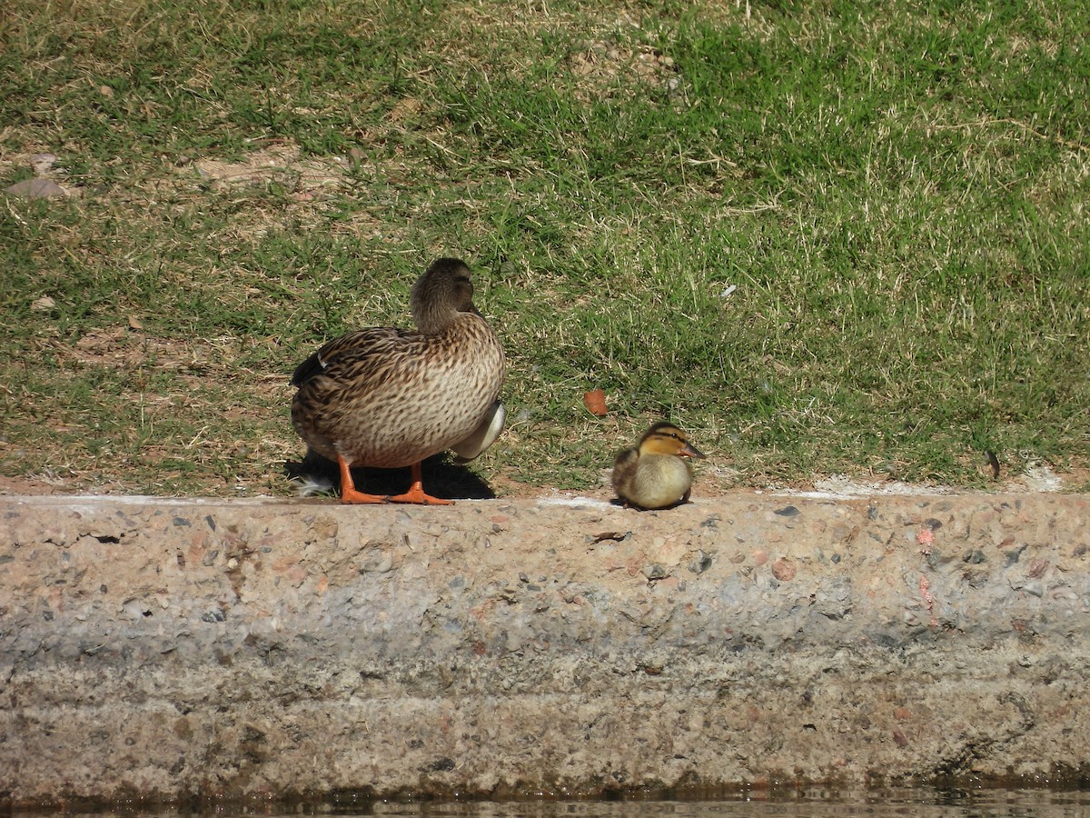 Mallard - ML645267472