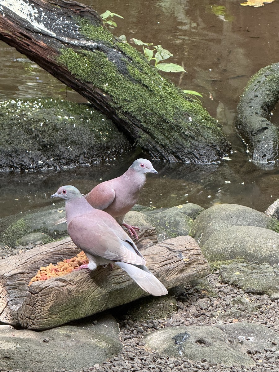Pale-vented Pigeon - ML645267494