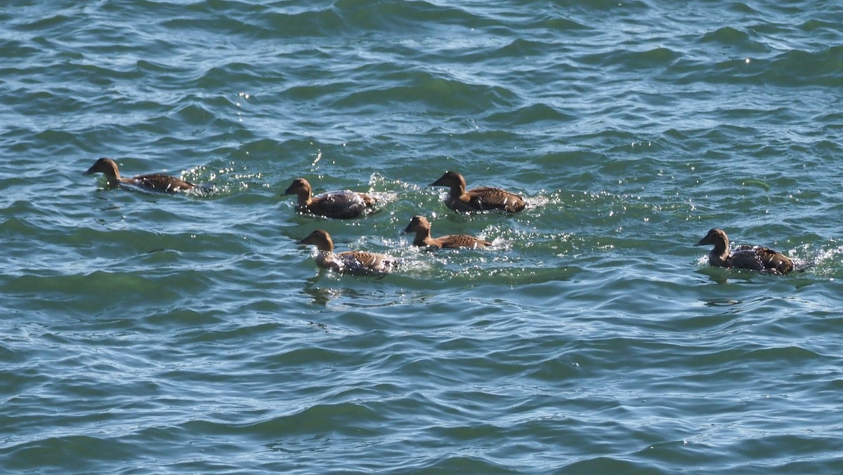 Edredone - ML645267511