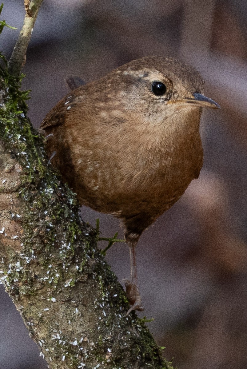 vintersmett - ML645267525