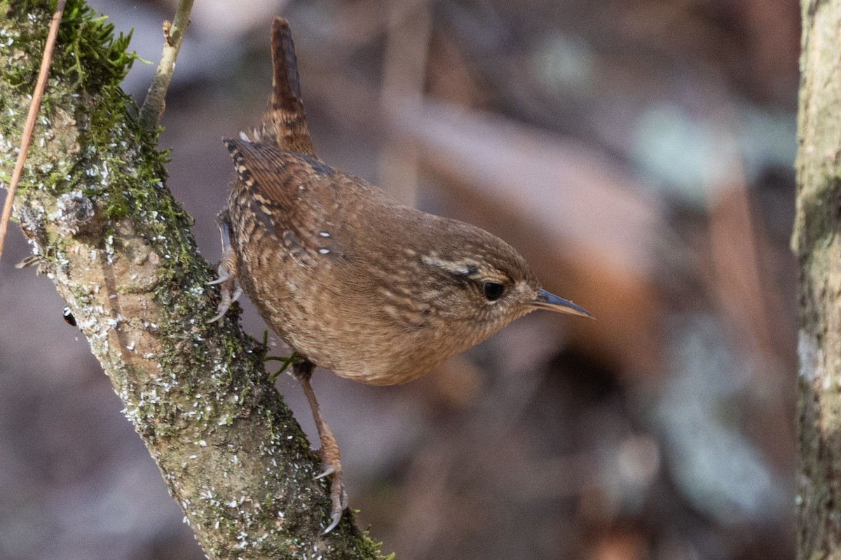 vintersmett - ML645267526