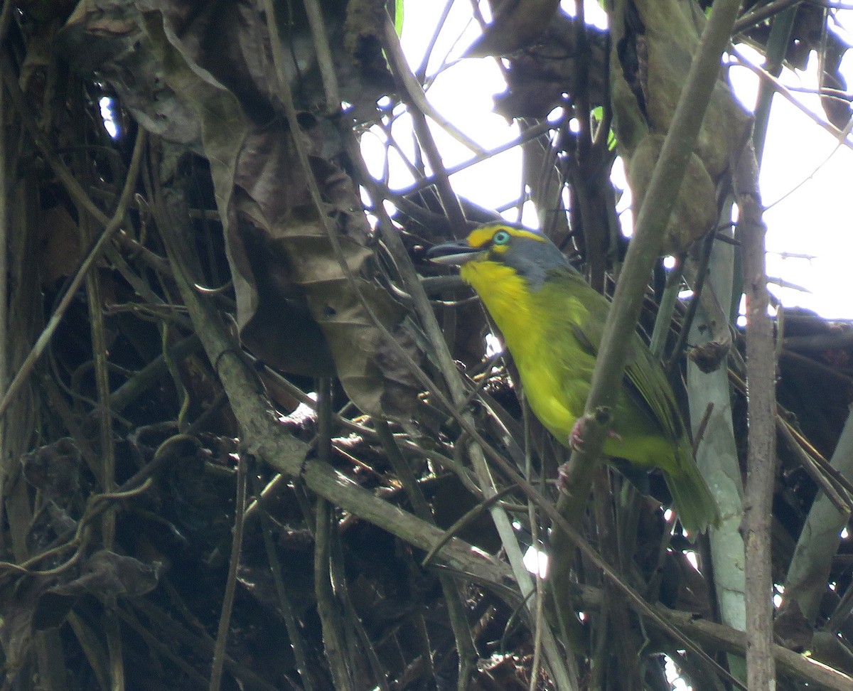 Slaty-capped Shrike-Vireo - ML645267527