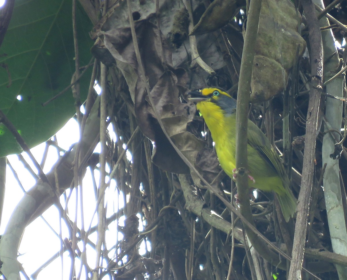 Slaty-capped Shrike-Vireo - ML645267528