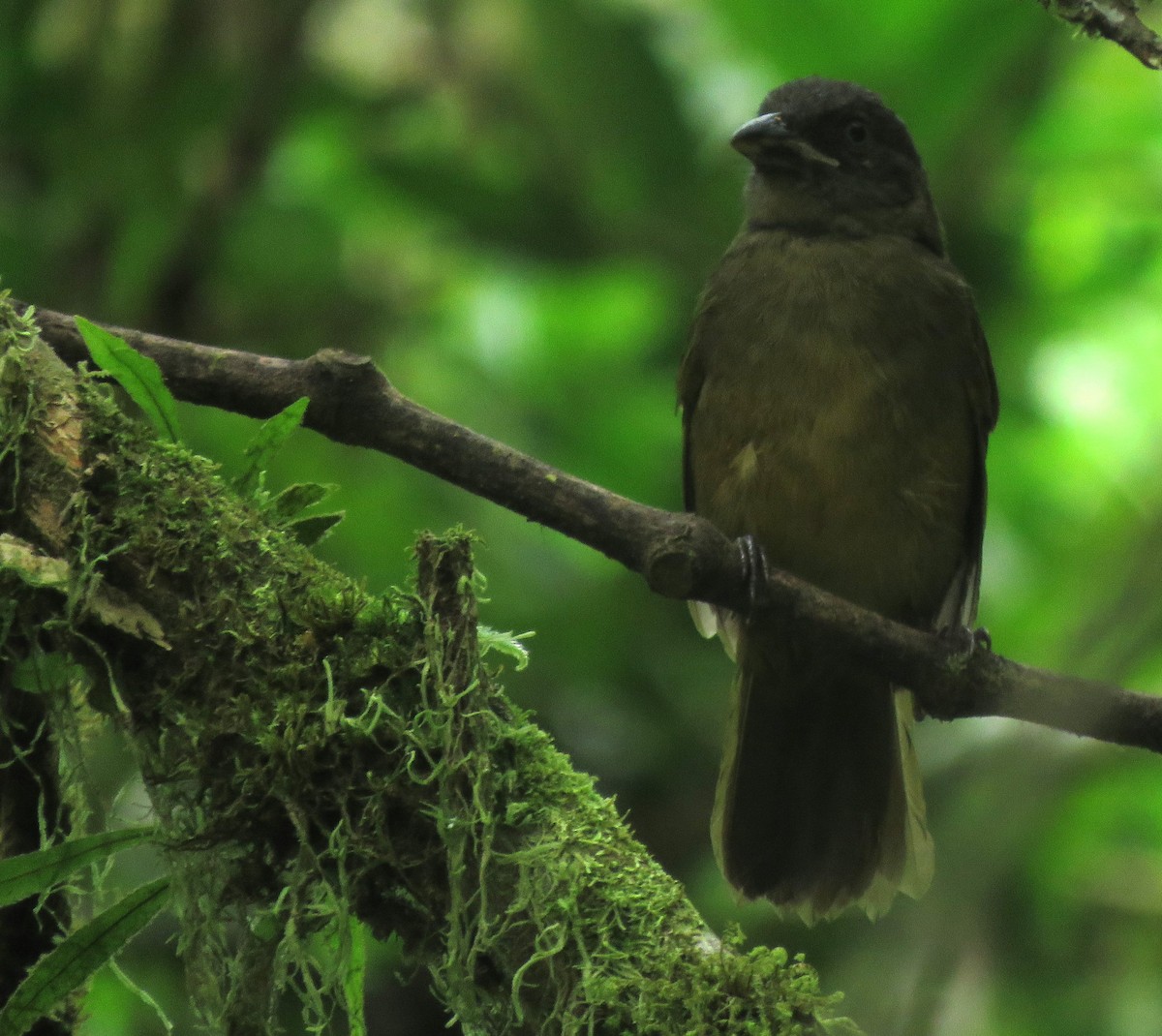 Ochre-breasted Tanager - ML645267532